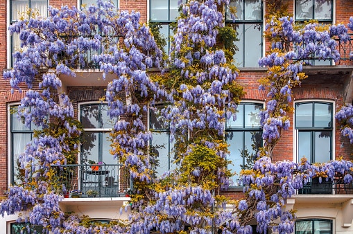 A building covered in purple wisteria flowers